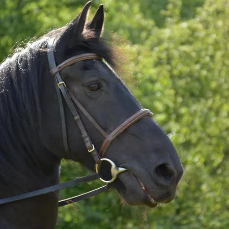Na Koňské Farmě * Malecov